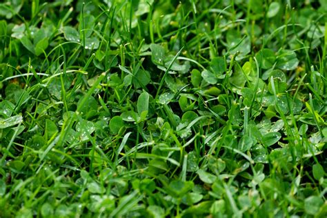 Why Your Lawn Care Should Include Micro Clover — Green And Prosperous