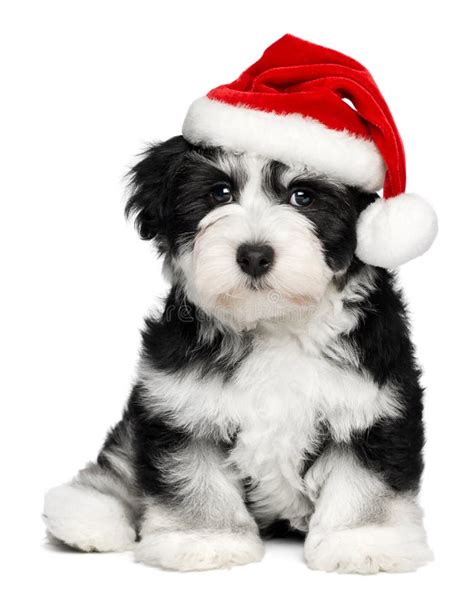 Cute Christmas Havanese Puppy Dog With A Santa Hat Stock Image Image