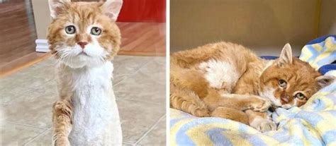 Three Legged Cat Finally Finds A Forever Home After Wandering The Streets For Years Women