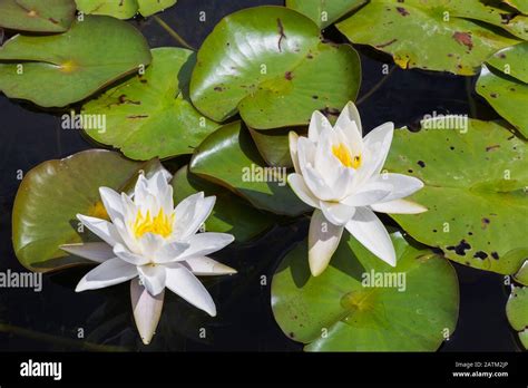 Nymphaea Alba Waterlily Flowers With Insect Damage And Rust Spots On