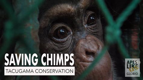 Saving Chimps Tacugama Chimpanzee Conservation Youtube