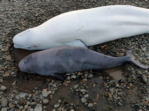 Hero Inspector Saves Two Adult Beluga Whales And One Beluga Calf