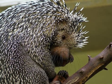 Prehensile Tailed Porcupine Coendou Prehensilis Rodentia Caviomorpha