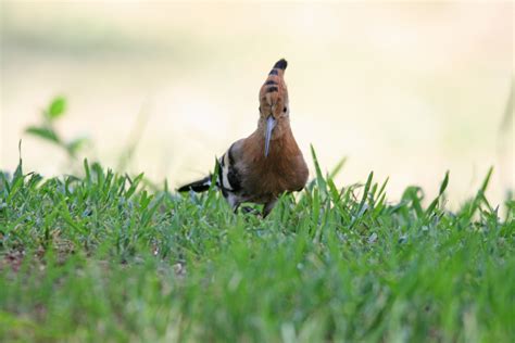 Hoopoe On The Lawn Free Stock Photo Public Domain Pictures