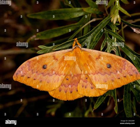 Beautiful Vivid Orange Moth Neodiphthera Excavus With Eye Spots On Wings On Green Leaf Of A