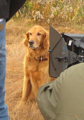 Joe The Dog Plays Reggie In The Jesse Stone Movies Love That Dog