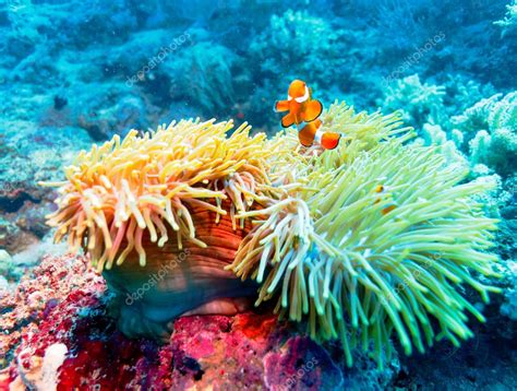 Tropical Fish Near Colorful Coral Reef — Stock Photo © Rostislavv 13761724