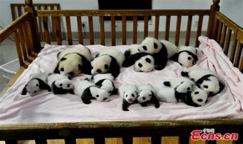 Fluffy Baby Pandas
