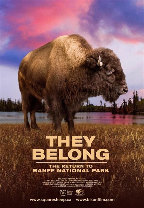 They Belong The Return To Banff National Park Bison Return From The