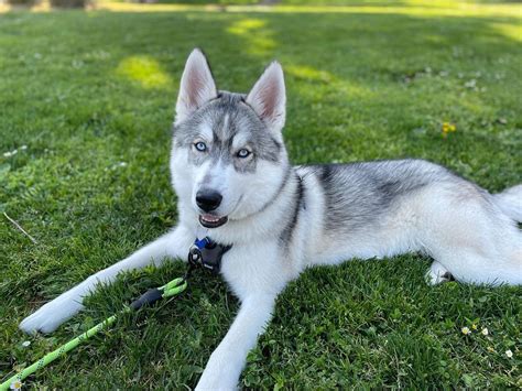 Siberian Husky Dog Breed Facts And Information