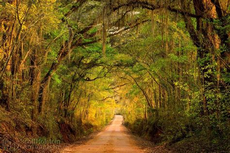 Tallahassee Canopy Roads Old Magnolia Road 1 Landscape Photography