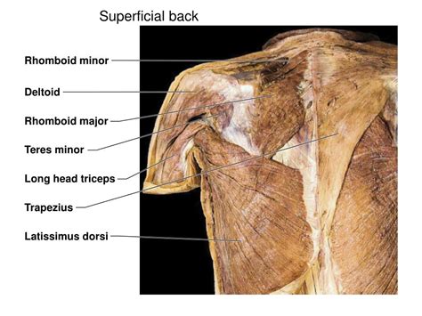 Human Muscle Anatomy Arm Dorsal