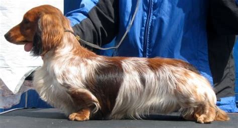 The goal with this cross was to produce a sweeter temperament. Dachshund Colors & Patterns - Dachshund.org