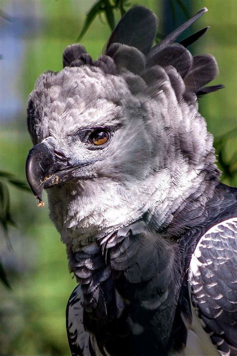 Pin By Fxcuzz On Animals In 2023 Harpy Eagle Beautiful Birds Rare