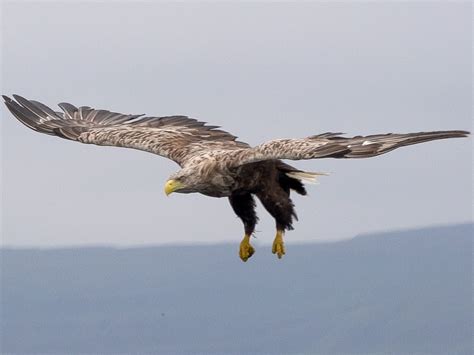 Moviesplendid White Tailed Eagles Of Scotland Birds2nest