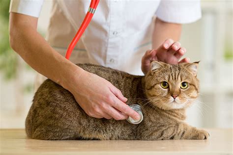 What are normal vital signs for cats? What's a Normal Cat Temperature? Tips for Checking Your ...