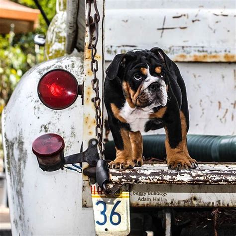 Instagram | Bulldog, Baggy bulldogs, Cute dog pictures