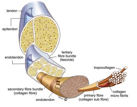 On the other hand, the insertion is where a tendon attaches that muscle to the *more* movable bone. Tendinopathies : approche posturo-ostéopathique
