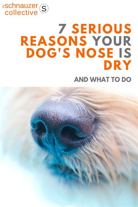 Is A Dry Dog Nose Okay Dry Dog Nose Dog Nose Dry Nose