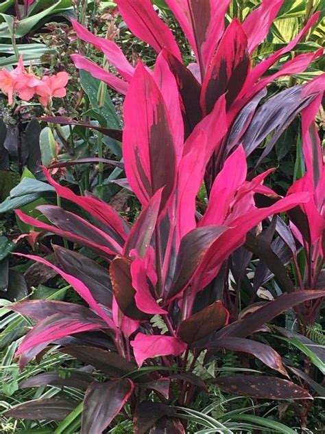 Tropical Plants With Red Leaves