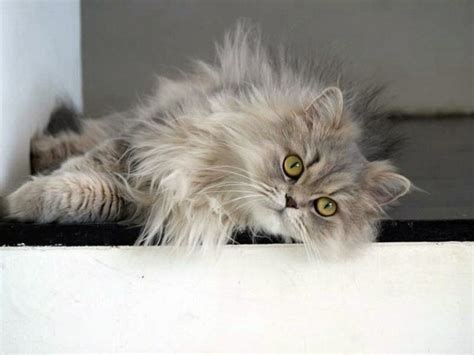Download persian cat stock photos. Persian Cat Breed Profile