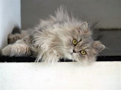 Maybe you would like to learn more about one of these? Persian Cat: Breed Information and Personality | Pawesome Cats