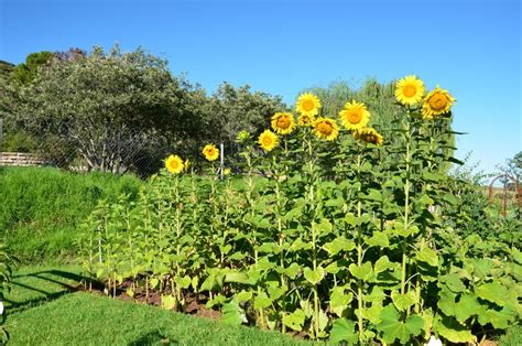 25 Beautiful Sunflower Backyard Design For Your Garden Ideas Easy