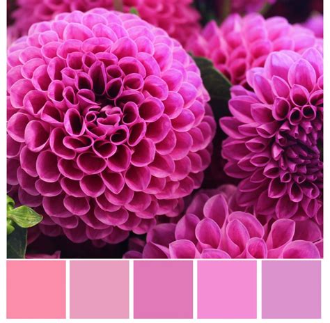 pink-color-palette-with-color-codes-color-amazing-designs