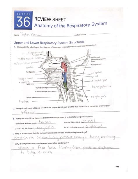 Anatomy Of The Respiratory System Exercise 36 Review Sheet Bio 108