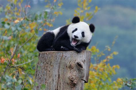 Fondos De Pantalla Naturaleza Fauna Silvestre Osos Panda Animales