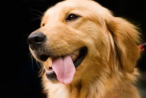 Black Golden Retrievers What You Absolutely Must Know K9 Web