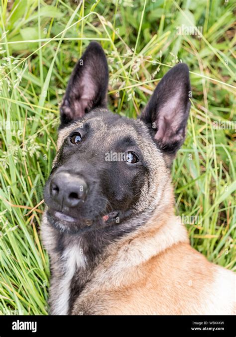 Funny Portrait Of A Belgian Shepherd Dog Malinois Lying At A Grass