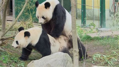 Caught On Camera Two Giant Pandas Mating At A Vienna Zoo Panda