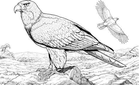 Click the download button to find out the full image of eagles coloring pages. Realistic bald eagle coloring pages | Bird coloring pages ...