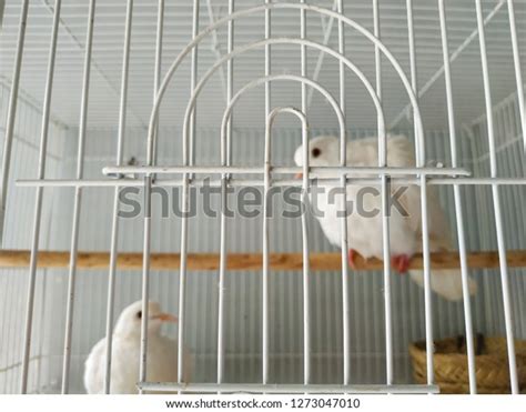 Two Loving White Doves Cage Stock Photo 1273047010 Shutterstock