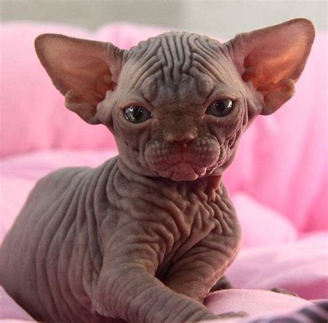 Sphynx Kitten Ift Tt 2dud28N Cute Cats Cute Cats And Kittens