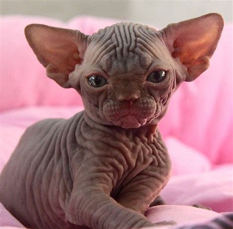 Today, this intelligent and obedient cat is also a great companion pet. 990 best Sphynx Cat Cute images on Pinterest | Sphynx cat ...