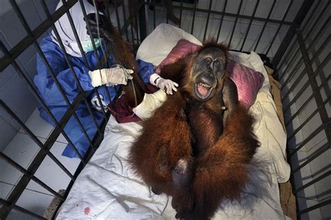 Orangutan Rescues In Sumatra Indonesia The Washington Post
