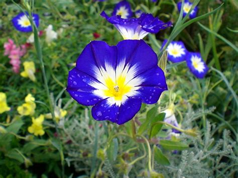 Blue And Yellow Flowers Images Wallpapers Gallery