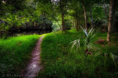 Path In The Green Forest 4k Ultra Hd Wallpaper Background Image