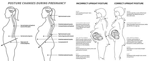 pregnancy posture health ep functional wellness team