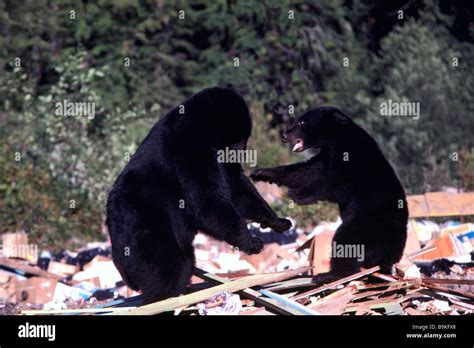 Black Bears Ursus Americanus Roaming For Food On A Garbage Dump Stock