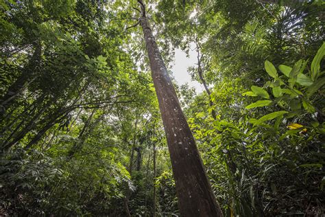 Tropical Forest Response To Drought Depends On Age Smithsonian