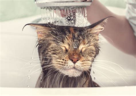 5 Tips On How To Safely And Comfortably Bathe Your Cat The Frisky