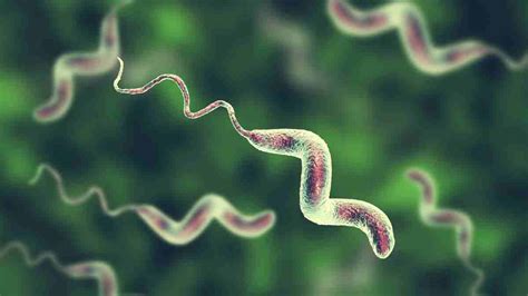 Campylobacter Causes Symptoms And Prevention