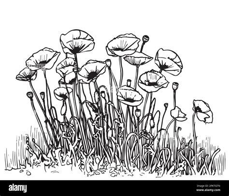 Part Of Poppy Field Sketch Hand Drawn In Doodle Style Illustration