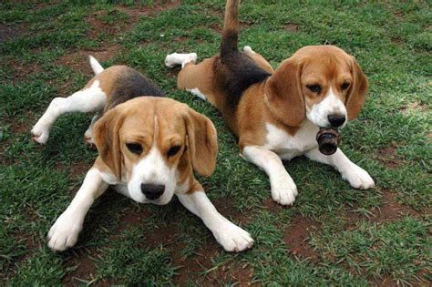 Beagle Basset Hound Mix Puppies For Sale Petsidi