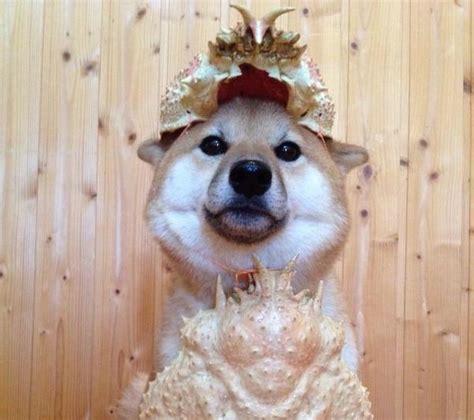 Adorable Shiba Inu Pooch Is Ready For Silly Adventure With His Suit Of