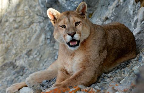 Пума или кугуар — Puma Felis Concolor