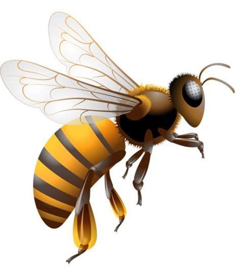 Realistic Honey Bee Clipart Clip Art Library